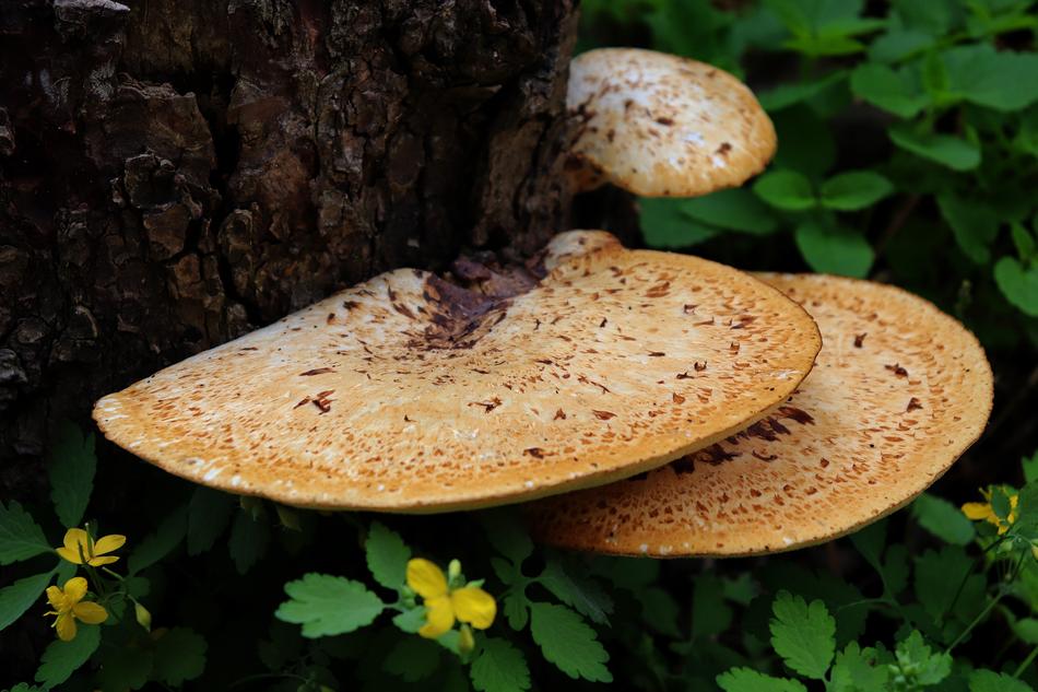Mushroom Plant Flower