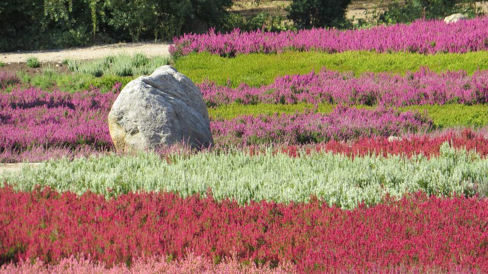 Nature Flower Field