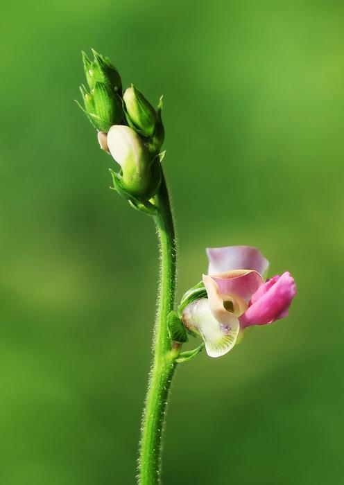 Nature Plant Flower