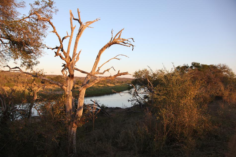 Nature Tree Landscape
