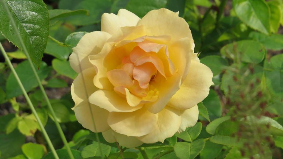 Flower Plant Nature