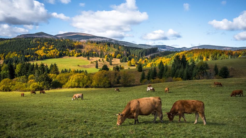 Autumn Nature Cows Golden