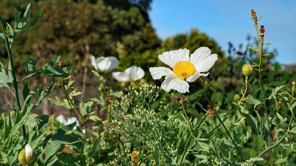 Wild Countryside Rose
