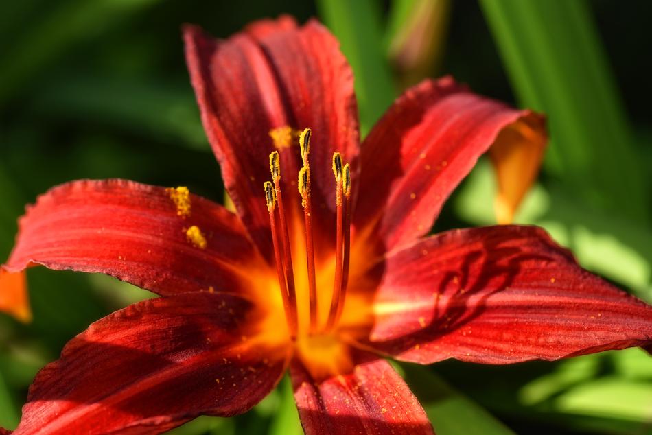 Lily Flower Plant Red