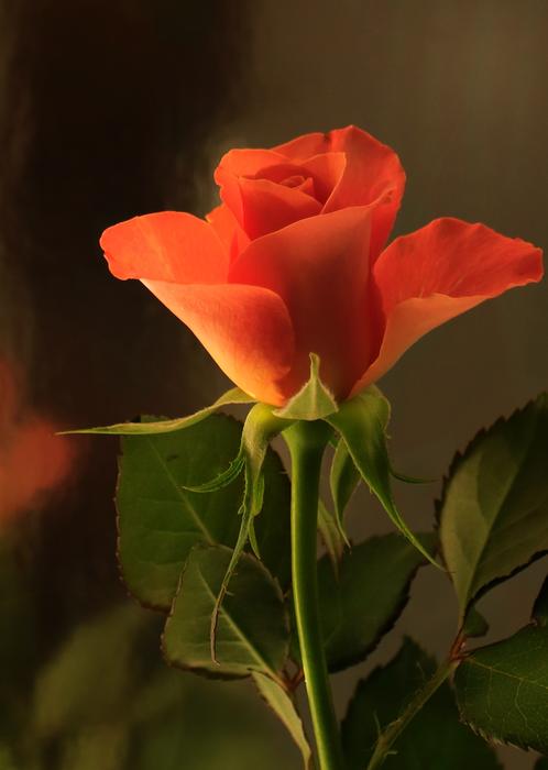 orange flower on the stem