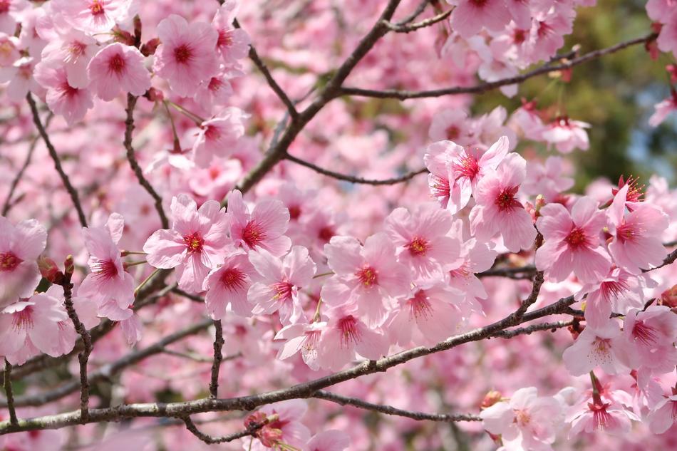 pink cherry blossoms landscape