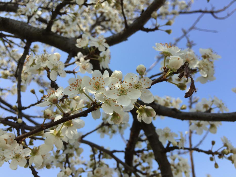 Tree Branch Cherry
