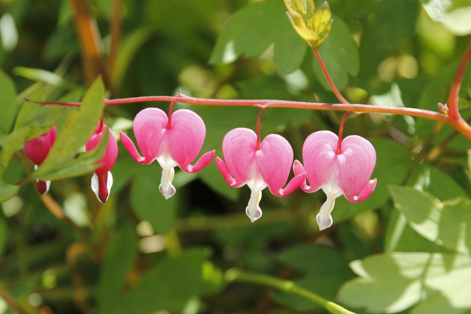 Pink Green Flower