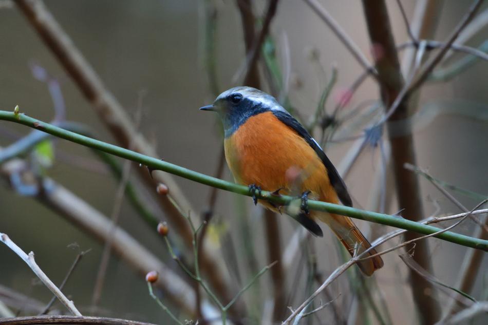 Bird Wild Animals Natural