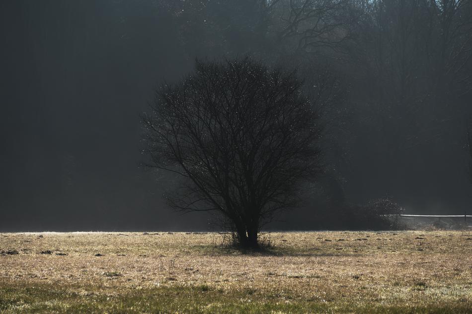 Tree Fog Dawn