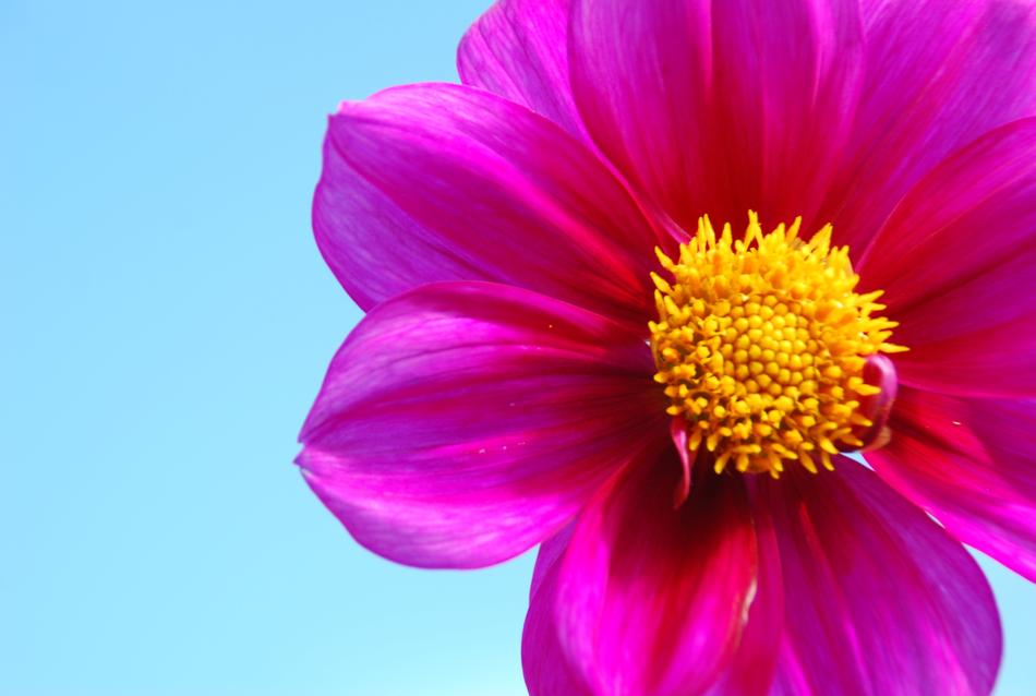 Nature Flower Color