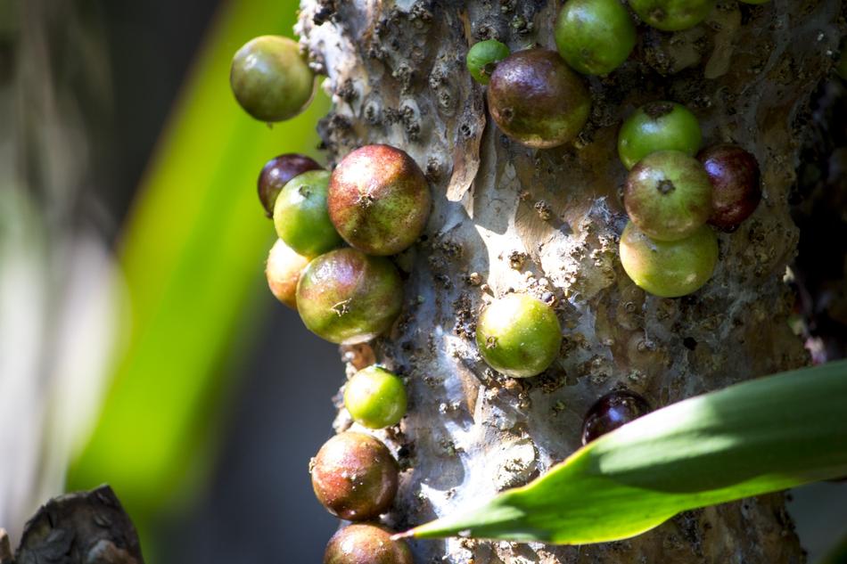 berries on a tree with leaves