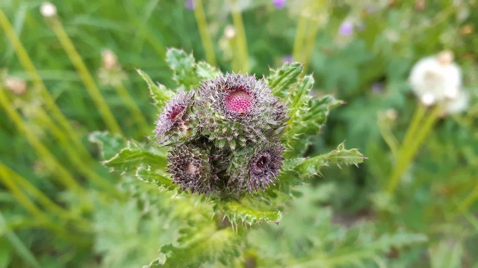 Thistle Flower Summer