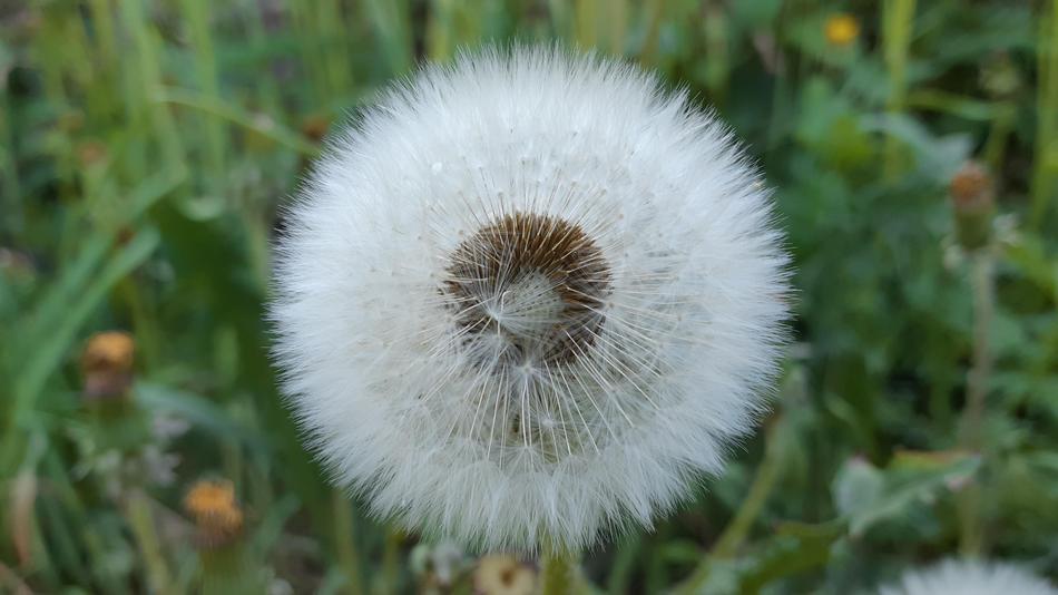 Dandelion Summer Nature