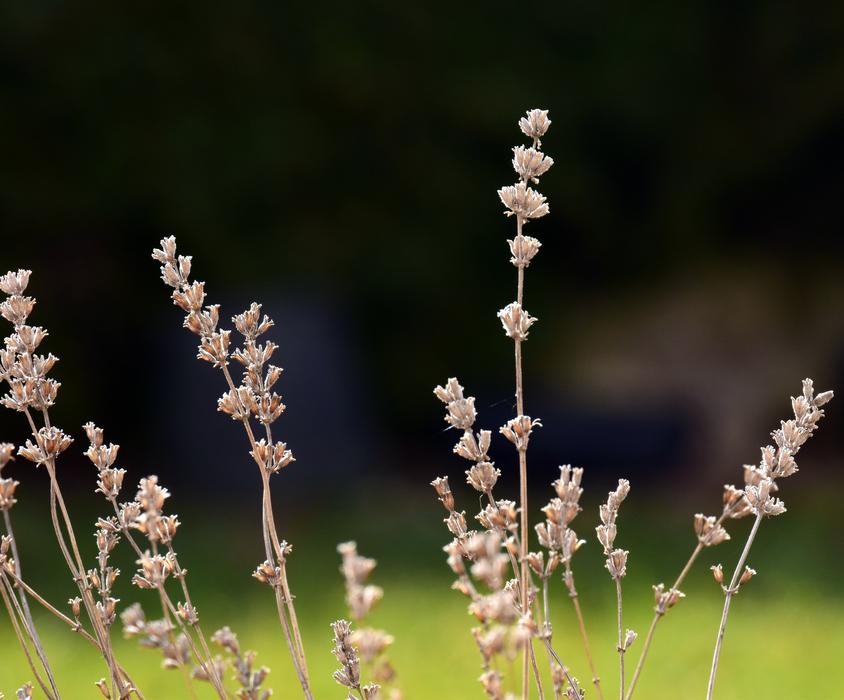 pretty plants in the grass