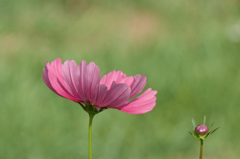 Flower Pink Nature