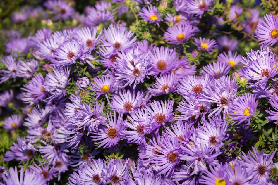 Flower Nature Flora