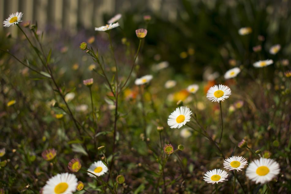 Nature Flower Flora