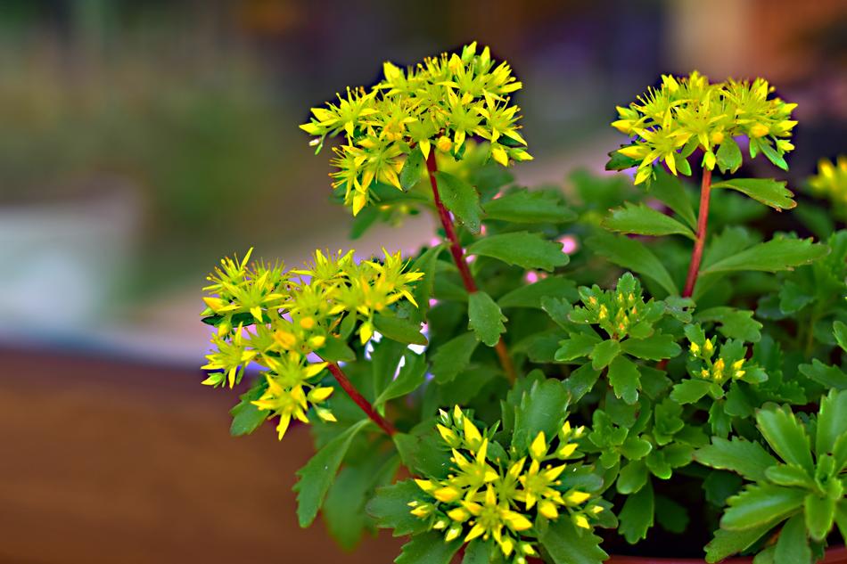Garden Flower Summer