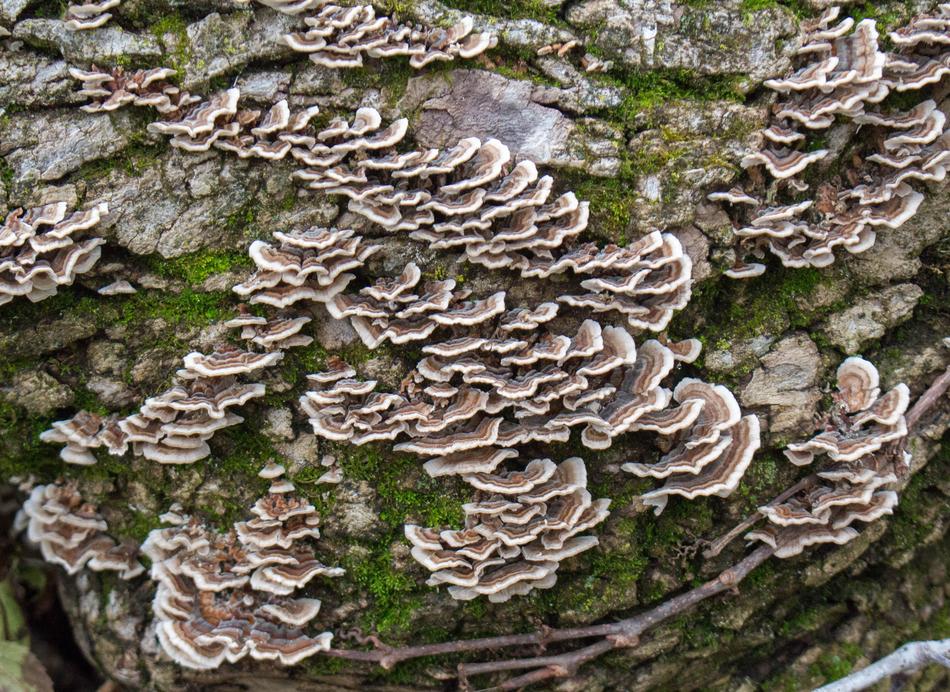 Fungus Mushroom Moss