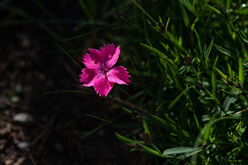 Flower Pink