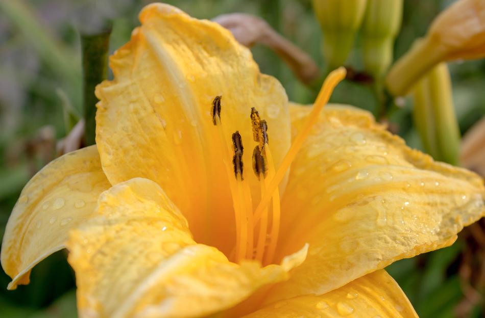 Flower Nature Flora