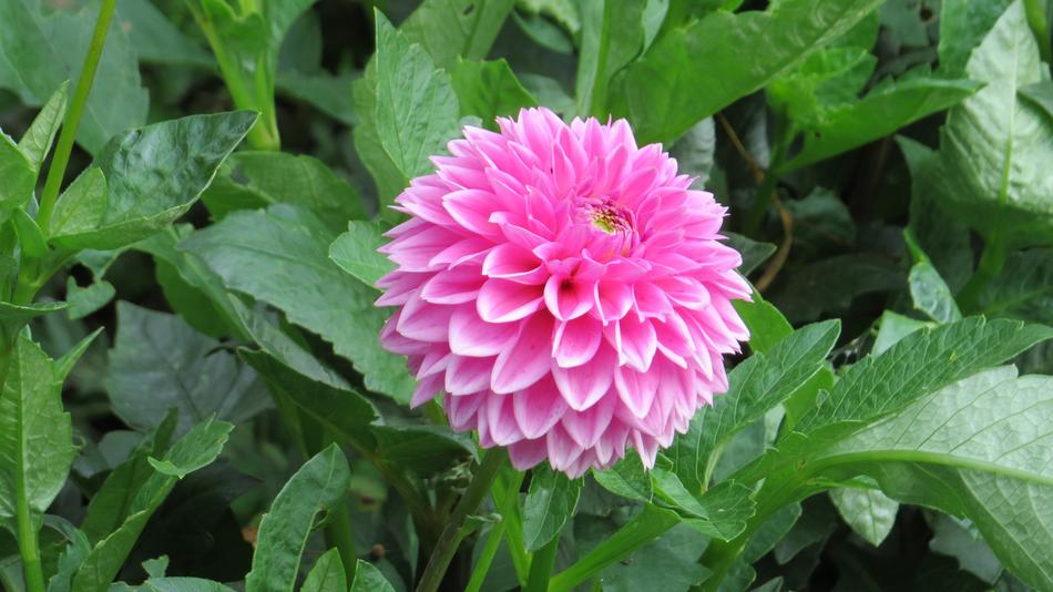 Nature Plant Summer