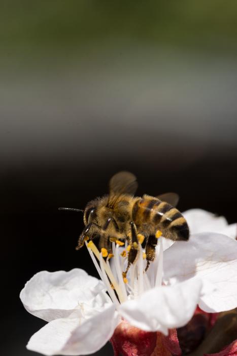 Nature Flower Insect Close