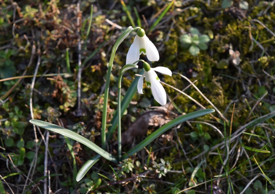 Nature Flower Plant