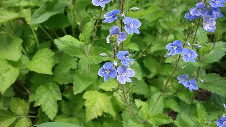 Flowers Plant macro blur