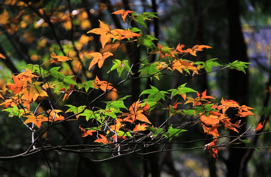 Leaf Autumn Nature
