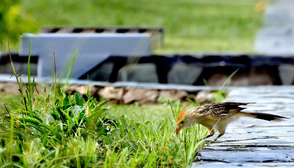 Lawn Nature Outdoors