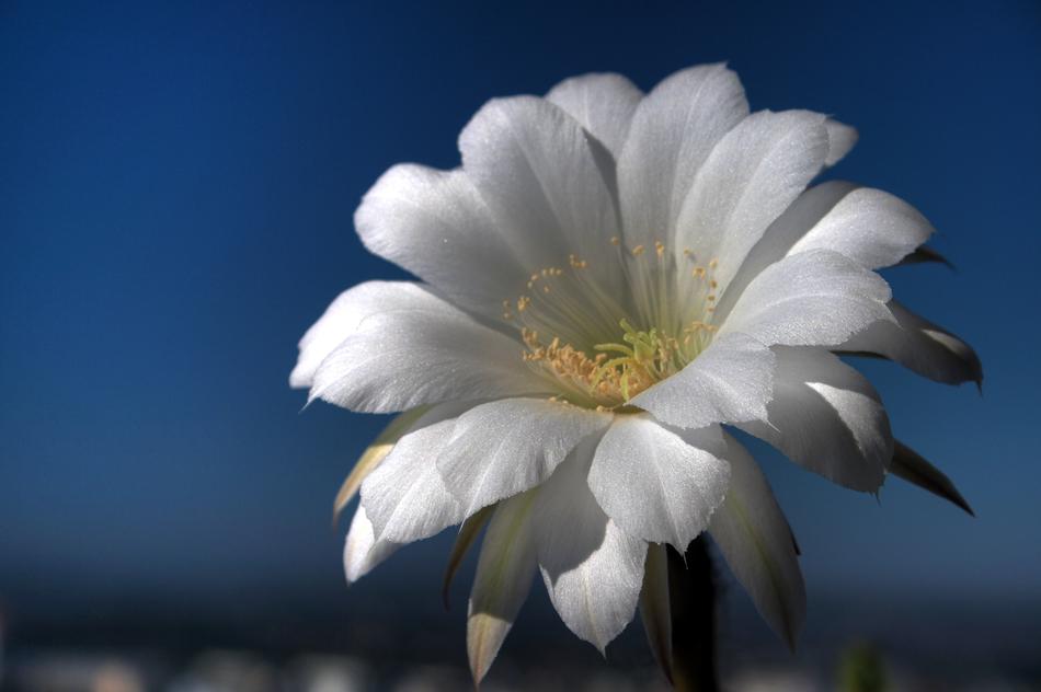 an open flower bud in a blue sky
