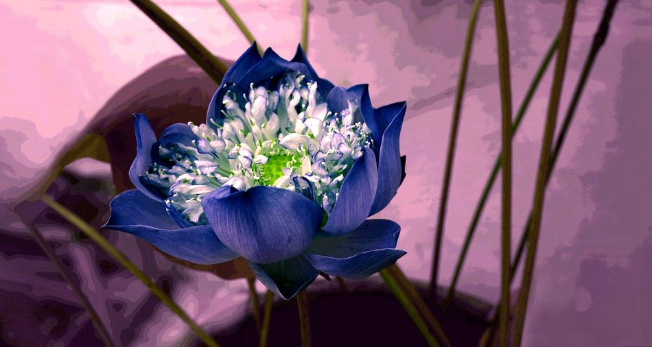 Flower Decorate Background