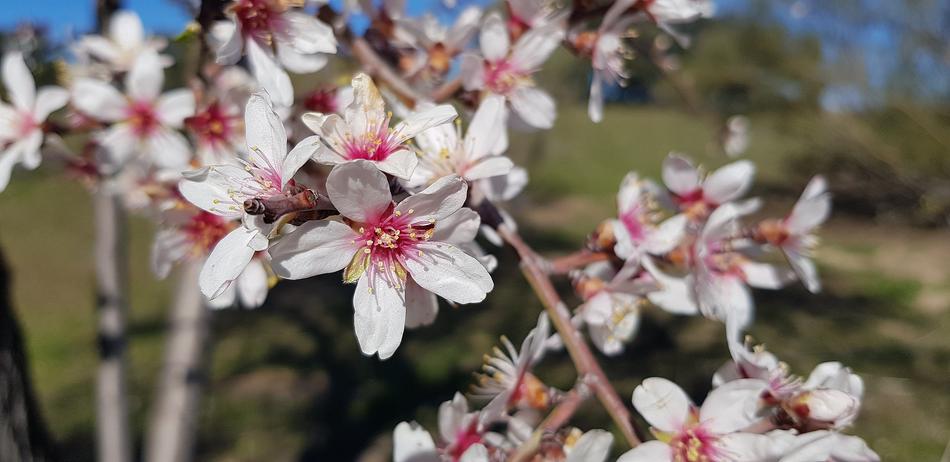 Flower Nature Tree