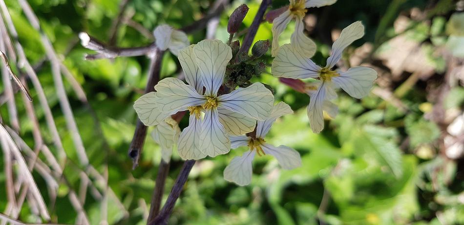 Nature Plant