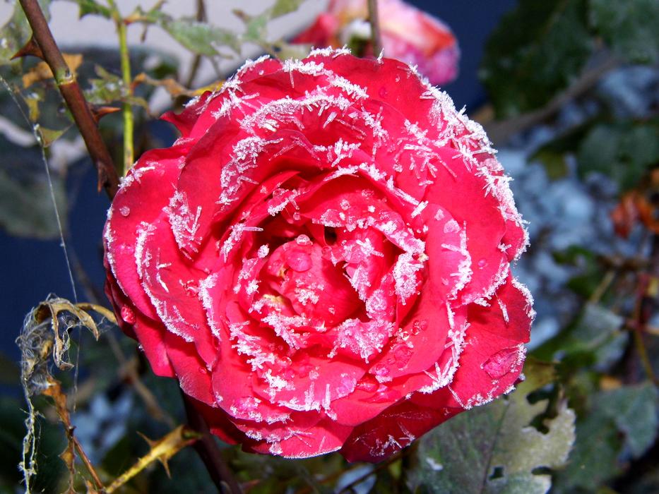 Eisrose Rose Ripe