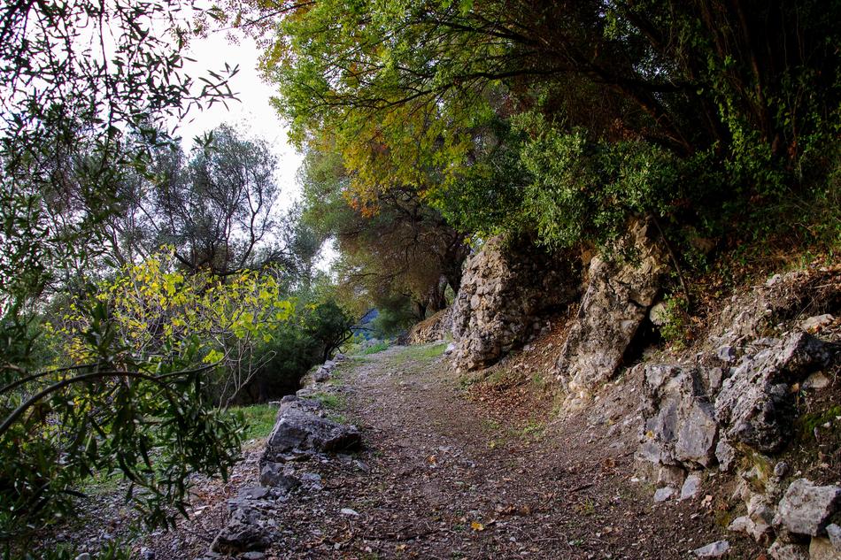 Trail Nature Hiking