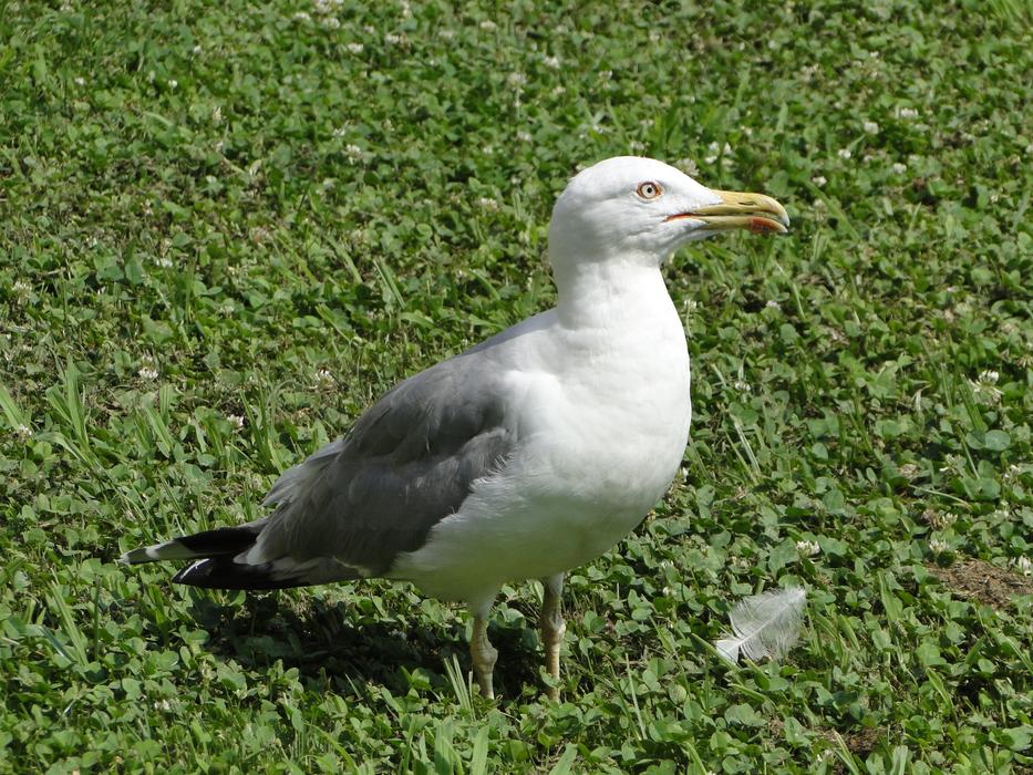 Birds Nature Wildlife