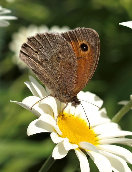 a big butterfly on a white flower