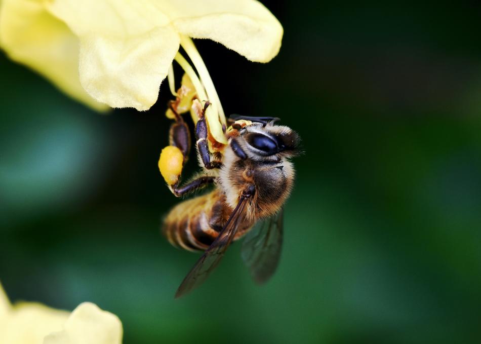 honey Bee on yellow stamens of flower, macro