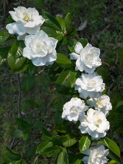 Flower White Garden