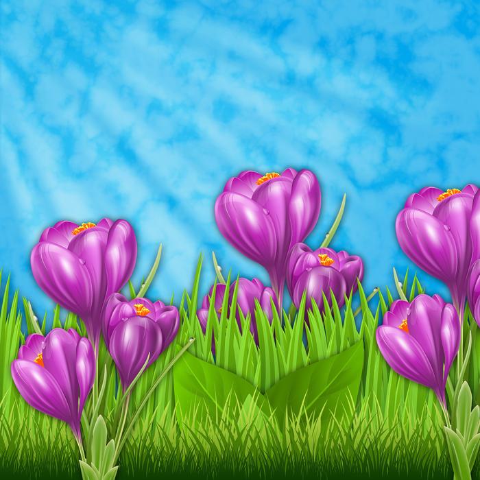nature sky flowers flower lawn