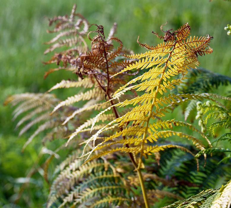 yellow brown plant in the field