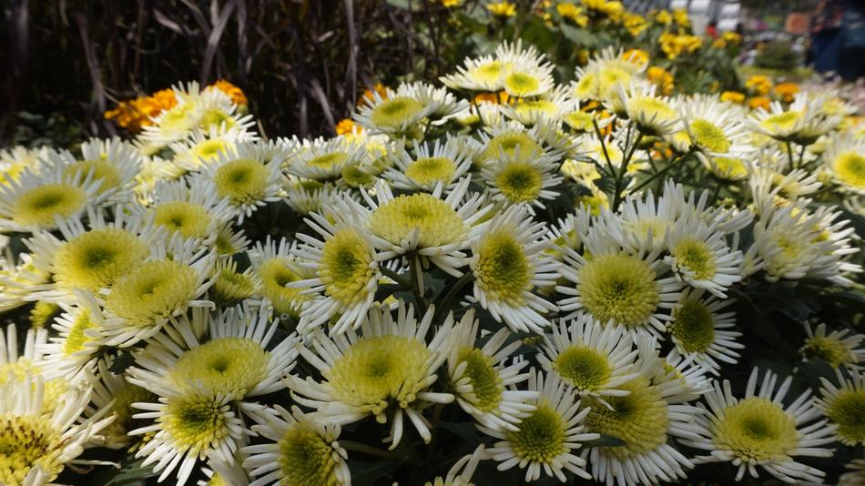 Flower Nature Flora