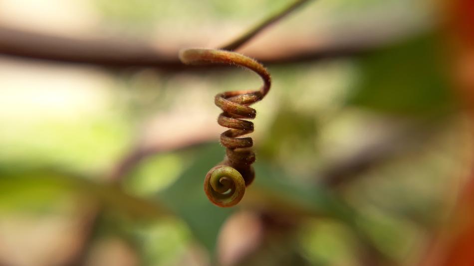 Nature Garden Flora
