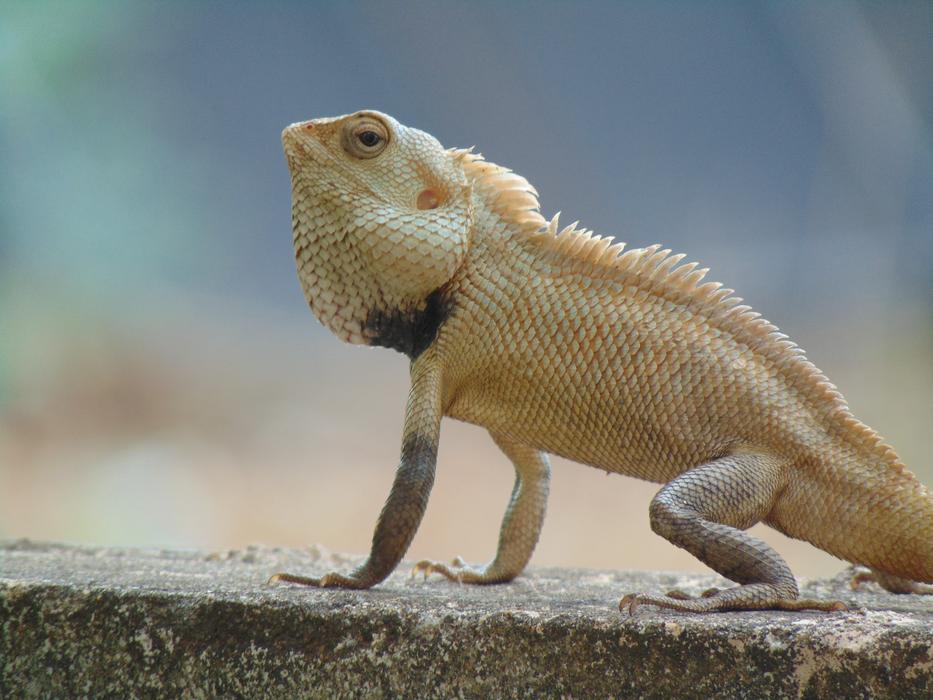 Indian Garden Lizard Green Nature