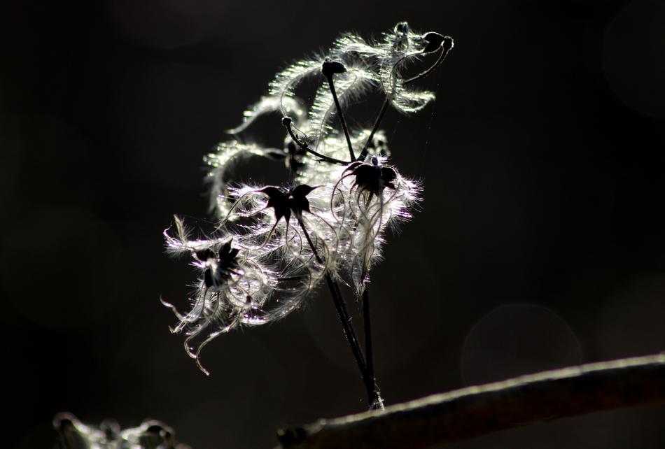 Nature Clematis Seeds