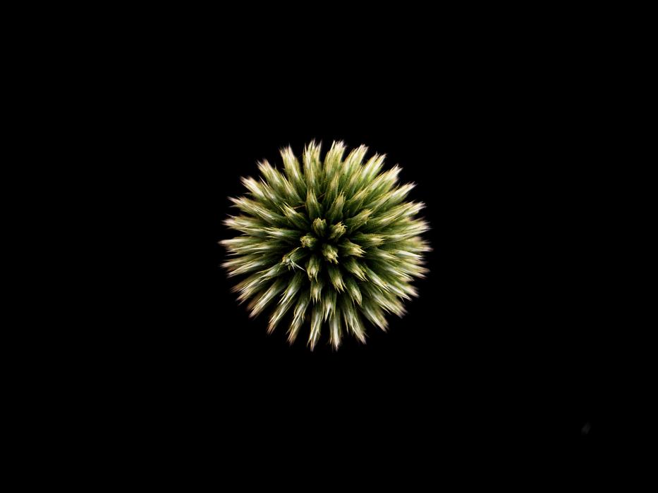 Pointed Thistle Prickly