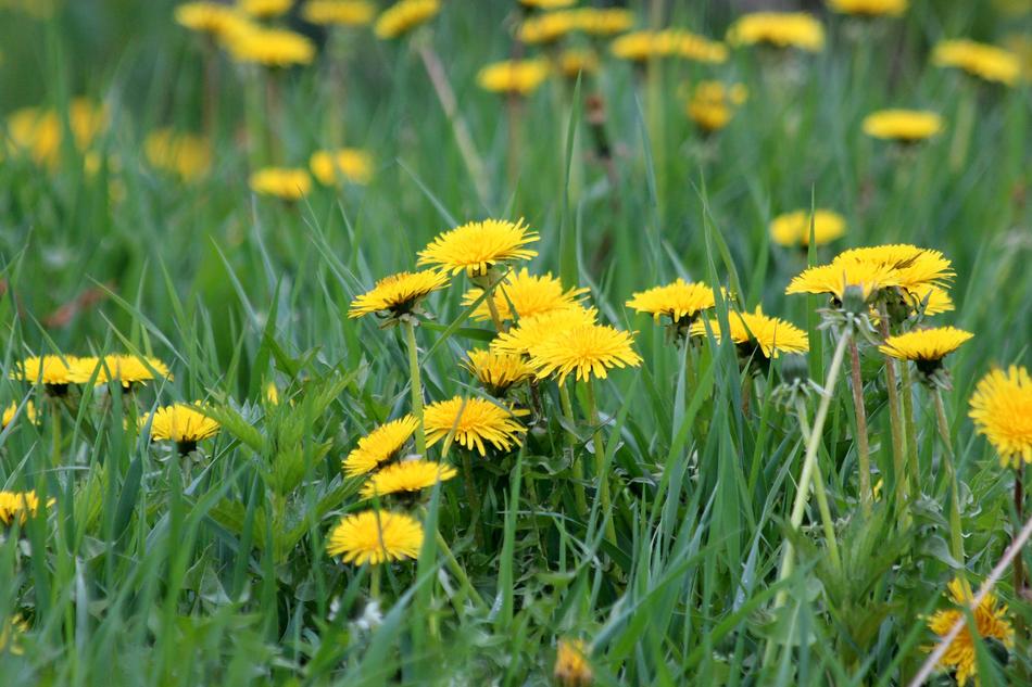 dandelions fragrant in the grass